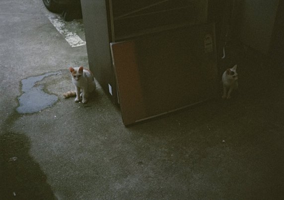 버려진 냉장고 양옆에 하얀색+노란색 고양이와 하얀색+검은색 고양이가 앉아있다.