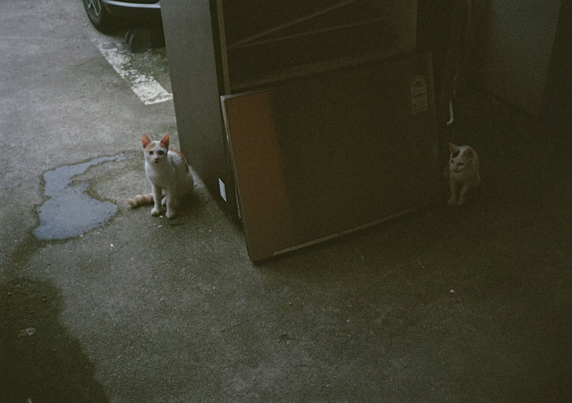 버려진 냉장고 양옆에 하얀색+노란색 고양이와 하얀색+검은색 고양이가 앉아있다. 사진 왼편의 하얀색+노란색 고양이가 카메라를 바라보고 있다.