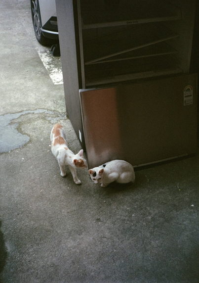 버려진 냉장고 옆에 하얀색+검은색 고양이가 웅크려 앉아있고 하얀색+노란색 고양이가 다가오고 있다.