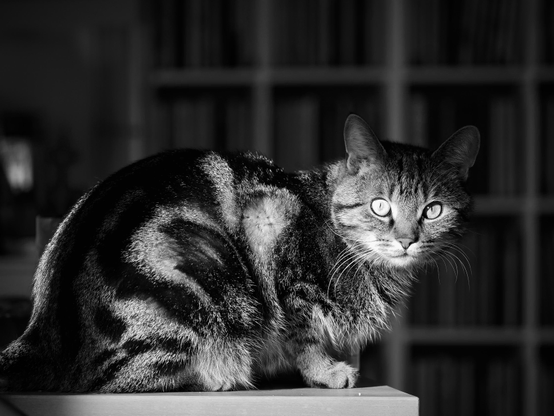 das schwarzweißfoto zeigt eine getigerte katze, die auf einem holztisch sitzt.
die katze sitzt im vordergrund auf der ecke einer tischplatte. der hintergrund ist dunkel. regale sind zu erkennen.
ein lichtspot fällt der katze aufs gesicht, das hell erleuchtet wird.
die katze blickt nach vorn richtung kamera. ihre schnurrhaare sind scharf und gut erkennbar.