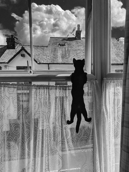 A black cat hanging from a curtain as it tries to look out a window. The cat's silhouette is sharp against the light, while a patterned lace curtain adds texture below. Outside, the view shows rooftops and chimneys under a bright, cloudy sky.