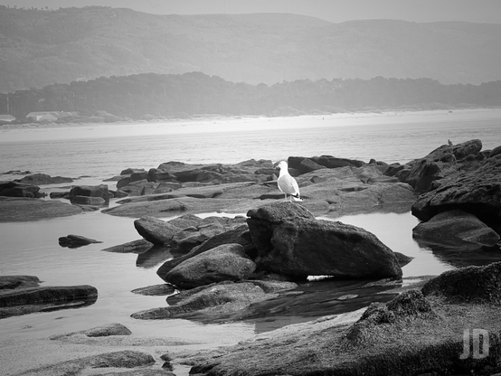 La imagen muestra una escena en blanco y negro de una costa rocosa. En el centro, una gaviota está posada sobre una roca, mientras el mar tranquilo rodea las piedras. Al fondo, se observa una playa y una línea de árboles, con colinas y montañas difuminadas por la neblina. La sensación general es de calma y soledad.