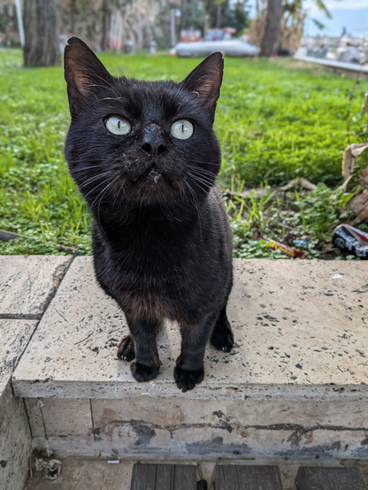 A black cat stands on a speckled stone ledge in a park-like setting, tilting its head up toward the camera with wide, pale green eyes.
