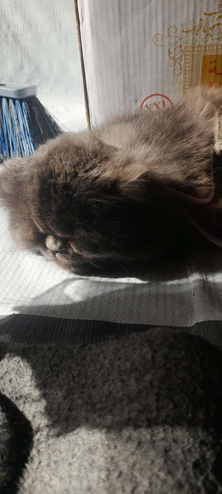 A sleeping gray cat, partially visible in the frame, resting on a white, textured surface, with a blue broom and part of a decorative box in the background.