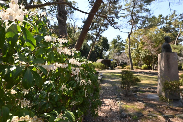 円山公園の西、八坂神社の北にある公園から白いアセビ。/ 2026.03.12 円山公園内・八坂神社北の公園から