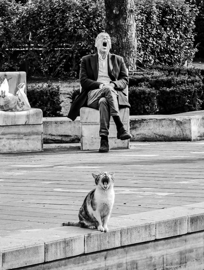dans un jardin public, un chat et un homme bâillent, qui imite l’autre ?