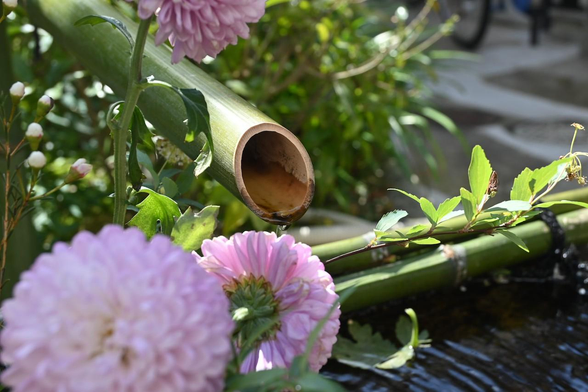 手水鉢に水を注ぐ水差し。手水鉢は淡いピンクでポンポン咲きのキクが飾られている。/ 2026.03.10 裏寺通・宝蔵寺から