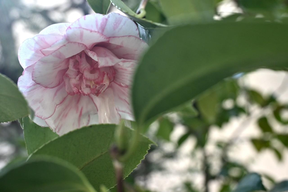 下向きに咲く唐子咲きのツバキ。白地の花びらに紅色の縦絞りの模様が入っている。花びらの縁も紅色。/ 2026.03.10 裏寺通・宝蔵寺から