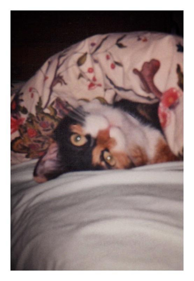 A fuzzy old photo of a silly calico cat lying under a thick comforter with floral patterns on top of a white bedsheet. Just her upside-down head is showing, black with orange patches and a white snout. One ear sticks out and the other is tucked between her head and the bed, as she gazes playfully at the camera.