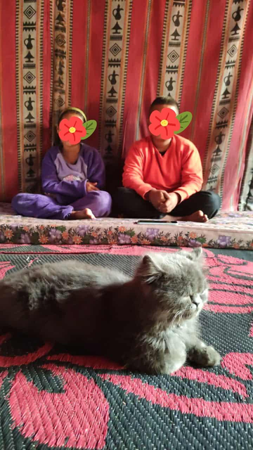 A grey Persian cat resting on a red and black patterned mat, with two people sitting cross-legged in the background, their faces obscured by flower emojis, and colorful fabric hanging behind them.