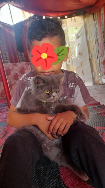 A child with obscured face holds a fluffy gray cat in their lap, with the cat wearing a small collar and looking at the viewer. The background features a patterned mat, and the child's upper body is visible, wearing a gray t-shirt.