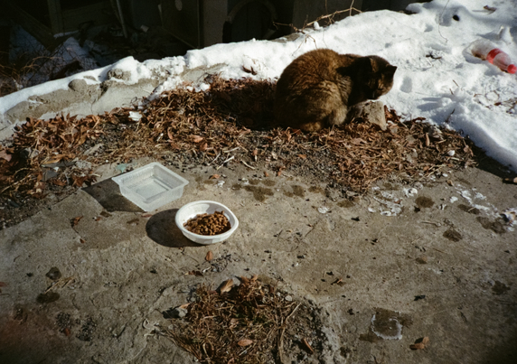 카오스 삼색 고양이 '아우'가 눈밭 옆 낙엽더미 위에 웅크려 앉아있다. 아우가 고개를 돌려 바라보고 있는 곳에는 두부 플라스틱 용기에 담긴 물 그릇과 햇반 용기에 담긴 건사료가 있다.