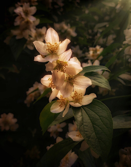 This photo was taken in Palazzo Albergati. It's a cluster of delicate white Philadelphus flowers which are illuminated by a soft light filtered by trees off frame. The center of each flower has numerous delicate yellow-orange stamens. Dark green leaves provide a rich contrast in the background. A gentle sun flare adds a warm glow and is coming from the top right of the photo.