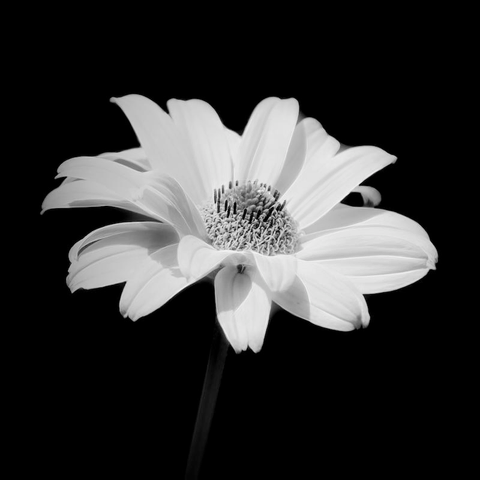 Das Foto zeigt eine Blüte einer Gerbera in Schwarzweiß.