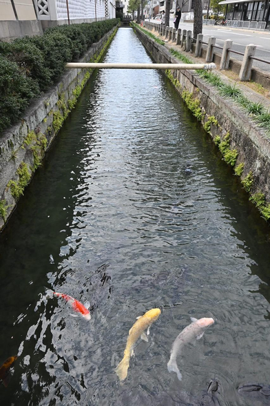 東本願寺と北に面する花屋町通の間を流れる堀。結構大きめの錦鯉が画面手前で泳いでいる。/ 2026.03.15 東本願寺から