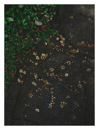 A top-down view of dark, damp pavement bordered by green grass and foliage in the upper left corner. Small, pale, spiky fallen flowers are scattered across the wet surface. - Google Gemini 3.1 Pro Preview