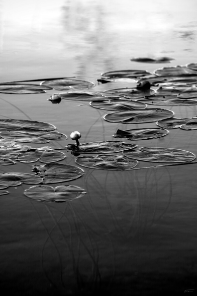 Das Schwarz-Weiß-Foto zeigt eine ruhige Szene auf einer Wasserfläche. Im Mittelgrund schwimmen große Seerosenblätter, in der Mitte ragt eine Blüte aus dem Wasser. Die Blätter und die Blüte spiegeln sich leicht im Wasser. Der Hintergrund ist unscharf.
 ---- 
The black-and-white photograph depicts a tranquil scene on a body of water. In the middle ground, large water lily leaves float on the surface, whilst a flower rises from the water in the centre. The leaves and the flower are faintly reflected in the water. The background is blurred.