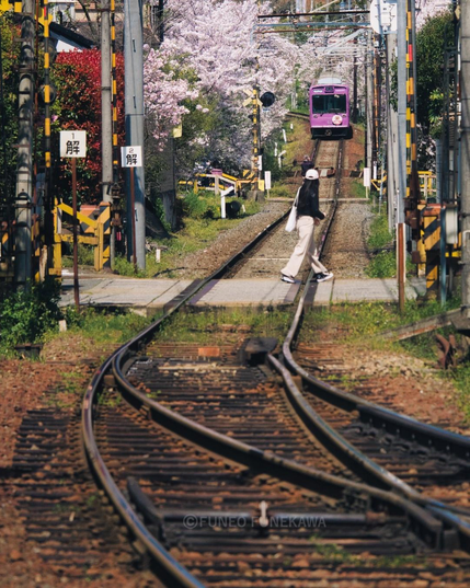 京都の電車と桜