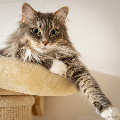 Eine grau getigerte Katze mit weißen Pfoten liegt auf der obersten Plattform ihres Kratzbaumes. Sie schaut direkt in die Kamera. Ein Vorderbein ist angezogen, das andere hängt schräg nach unten. Der Hintergrund ist neutral weiß.