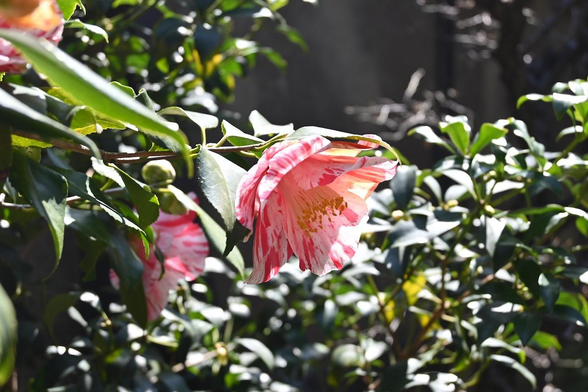 紅色の縦絞り模様が入った、割と大輪のツバキの花がややうつむき加減で咲いている。/ 因幡堂平等寺から