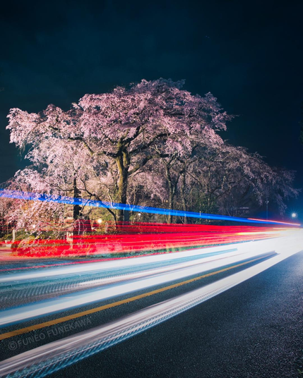 京都の夜のしだれ桜と車のライト