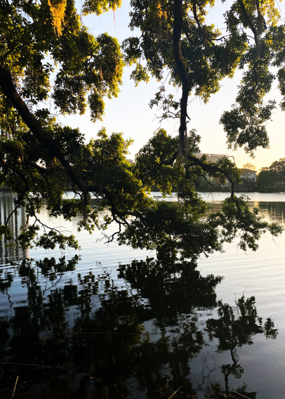 The branches of an oak tree sweep the horizon of the small neighborhood lake during sunset. It reflects onto the waters with gold seeping in.