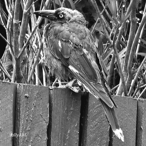 Black and white photo of an Australian Pied Currawong bird with yellow eyes, a heavy bill, and white tips patches on tail and wings.   It is perched on a wooden fence lo9k8ng to the left. The bird is plump with thick feathers. The background consists of a dense thicket of branches. 