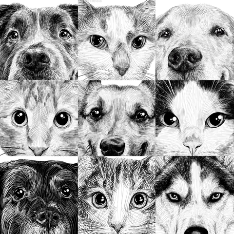 9 black and white portrait drawings of cats and dogs organized in a grid 3x3. They are zoomed in to their eyes and noses.