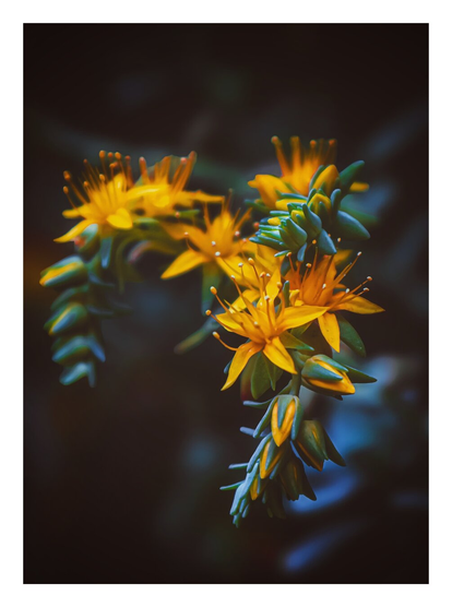A photograph of vibrant yellow flowers with long, slender petals and prominent stamens which are set against a dark, blurred background. The flowers are clustered on long green stems with some unopened buds. The background is dark and blurred (as much bokeh as I am capable of 😂), which hopefully helps to make the flowers the centre of attention.