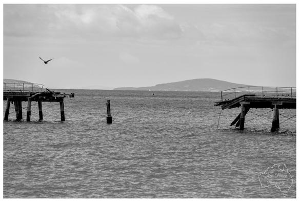 A black and white photograph captures a fractured section of the old Esperance Tanker Jetty. Two disconnected wooden structures stand in the choppy water, showing exposed pilings and sagging deck planks.

A solitary bird is frozen in flight in the upper left quadrant of the frame. In the distance, the soft silhouette of an island sits on the horizon under a cloudy, overcast sky. The composition emphasises the gap between the structures, creating a sense of isolation and decay.