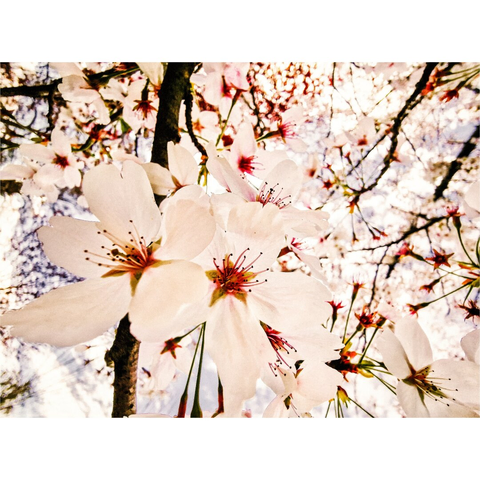 A photograph of a close-up cherry blossom tree in full bloom. The blossoms are large, delicate white flowers with pink-tipped stamens and green stems. The background is a blur of more cherry blossoms and dark tree branches, creating a soft, dreamy effect (hopefully!). The sunlight filters through the petals, highlighting their see through texture.
