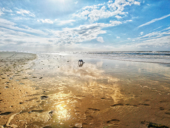 Die Farbaufnahme zeigt einen weitläufigen Strand, an dem die Wellen rechts im Bild sanft anlanden. Im Zentrum des Bildes ist entfernt ein weißer Hund zu sehen, der im Sand buddelt. Über allem ist ein blauer, mit weißen Wolken durchzogener Himmel zu sehen. 