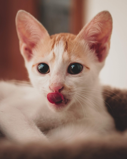 Close up of a small kitten with tongue out or "mleming"