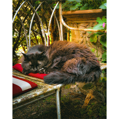A photograph of a fluffy, long-haired black/brown cat (Frida) sleeping on a weathered, white metal bench with a red and white striped cushions. She is curled up, her eyes are closed and her paw and toe beans are visible near her face. She is her garden with lush green foliage and a wooden planter with pink flowers in the background. Sunlight filters through the leaves, casting dappled shadows. Underneath her and the bench is the head of a statue peeking up from the ground.