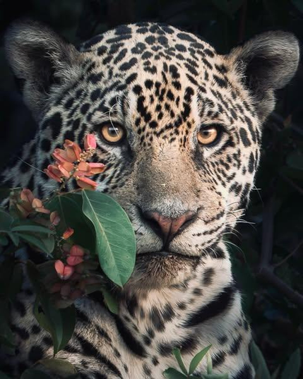  close up wild jaguar face with flowering branch 