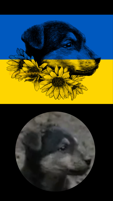 Drawing of the stray Ukrainian dog named Rambo looking to the left with a ring of sunflowers around his neck. The artist's @joyousjoyfuljoyness watermark is on the left. The background is the Ukrainian flag. At the bottom in a circle is a reference photo of the dog.