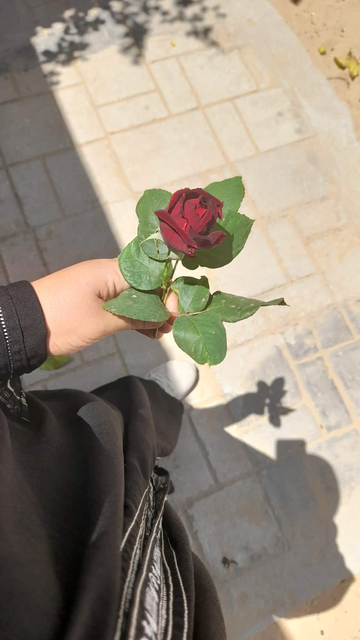 A hand holds a dark red rose with green leaves, with a shadow of a plant cast on a stone patio.
