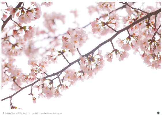 연한 분홍색 벚꽃이 핀 나뭇가지