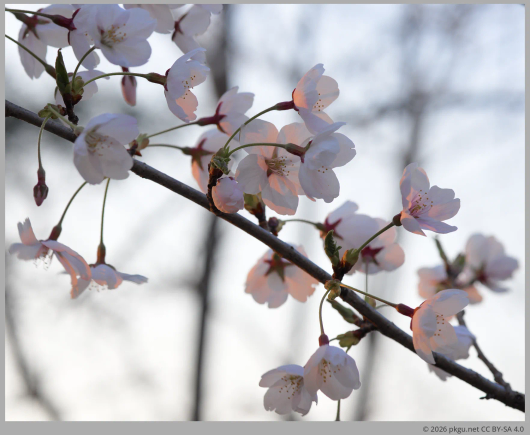 Sakura in Yeouido, Seoul.