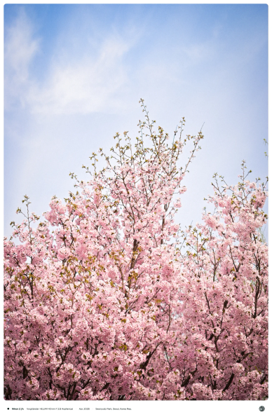 벚꽃나무 가지가 푸른 하늘을 위로 뻗어나가는 모습.