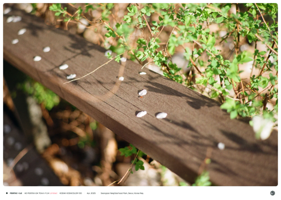 푸른 덩쿨가지가 무성한 나무 난간 위에 떨어진 벚꽃잎이 군데군데 있는 모습.