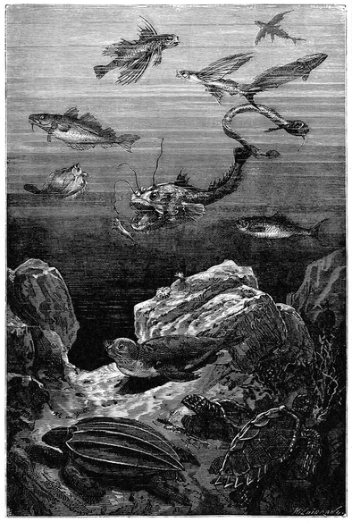 Wood engraving depicting various fish swimming through the midwater, while turtles and a seal are visible on the rocky seafloor.