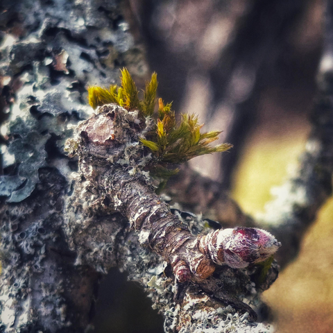 An old branch of an apple tree, covered in lichen, on which some new moss is beginning to form and a tiny apple blossom bud sits