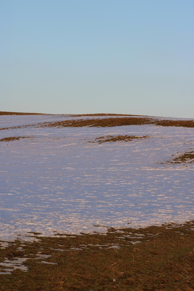 Vertical photograph of an undulating field in spring at dusk, partly covered with snow that appears violet-blue. Golden-brown plants with a bit of green appear at the bottom of the photo, and in patches elsewhere higher up. A cloudless turquoise blue sky occupies the upper third of the photo.

Photographie verticale d'un champ ondulé au printemps à la tombée du jour, couvert en partie de neige paraissant bleu-violet. Des plantes brun doré avec un peu de vert apparaissent dans le bas de la photo, et par plaques ailleurs plus en hauteur. Un ciel bleu turquoise sans nuages occupe le tiers supérieur de la photo.