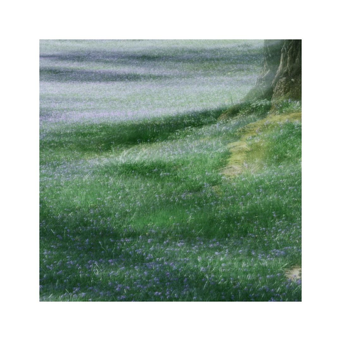 a square image showing an ocean of tiny blue scilla flowers growing between the green grass. next to the blossoms there's the bottom of a huge tree trunk visible. it's casting its shadow on the scene creating some interesting patterns of light. the whole image is intentionally blurred which creates an almost painterly effect