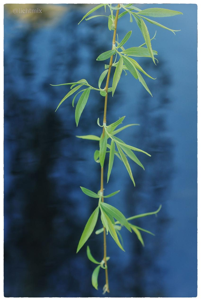 Einzelner Zweig einer frisch beblätterten Trauerweide vor einer blauen Wasserfläche, in der unscharf die gespiegelten Zweige einer anderen Weide zu sehen sind. | A single branch of a freshly leafed weeping willow in front of a blue body of water, in which the reflected branches of another willow can be seen in a blurred way.