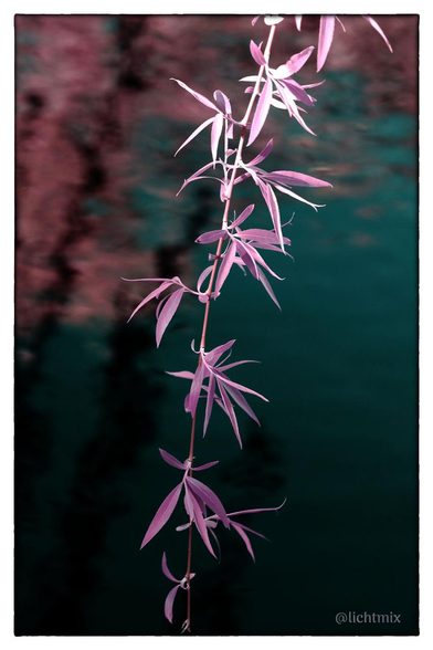 Farbbeschreibung am Ende. Einzelner Zweig einer frisch beblätterten Trauerweide vor einer blauen Wasserfläche, in der unscharf die gespiegelten Zweige einer anderen Weide zu sehen sind. Farben durch Infrarot-Farbfilter verfremdet: Zweig ist rötlich-pink. Wasser petrol, Spiegelung anderer Bäume lachsfarben. // A single branch of a freshly leafed weeping willow in front of a blue body of water, in which the reflected branches of another willow can be seen in a blurred way. Colors distorted by infrared color filters: the branch is reddish-pink. The water is petrol blue, the reflection of other trees is salmon-colored.