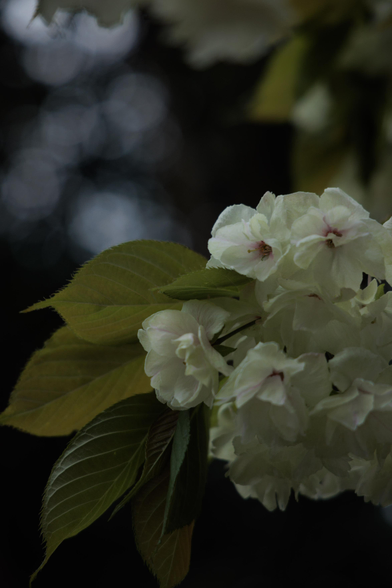 A close-up of pale, clustered blossoms (white with faint pink centers) and green leaves against a dark, softly blurred background.