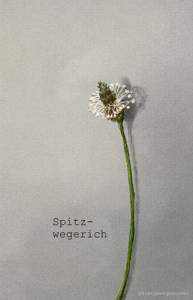 Zeichnung einer einzelnen Spitzwegerich-Blüte vor grauem Hintergrund. Neben der Blüte steht in schwarzer Schrift Spitzwegerich.
