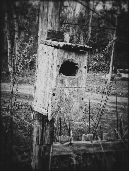 An old rectangular shaped birdhouse is seen attached to a wooden pole. Grass and plants can be seen surrounding it in this black and white image.